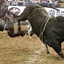 카우보이 이미지