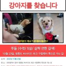 씨사이드파크 축제중에 반려견이 없어졌습니다 이미지