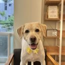 와니살롱 이미지