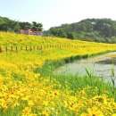 [사진] 악양생태공원에 만개한 금계국과 꽃양귀비 이미지
