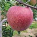 별빛아리수 이미지