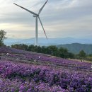 꽃별 | 거창 감악산 아스타국화 축제 가는길 주차장 개화상황 꽃별여행 실시간 후기