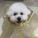 블리스캣 이미지