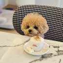 승민애견 이미지