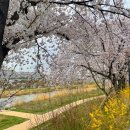 발안천 | 향남맛집 원할머니보쌈 먹고 화성 발안천 벚꽃 구경 ! 내돈내먹후기 ! 주차장꿀팁