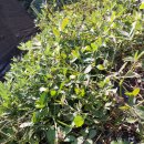 땅콩캤어요 이미지