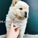 차우차우
