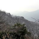 참나무 Daum카페