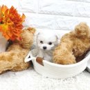 양평특수견 이미지