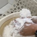 땡큐 베리 도그 이미지