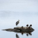 하녹스테이 이미지