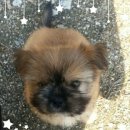 화통삼(포일동점) 이미지