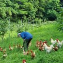 행복한닭농장 이미지