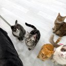 캣플헤븐 | 파주 데이트 파주 고양이 카페 캣플헤븐 주차 및 생생후기