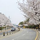 새꽃로(2) 네이버블로그