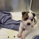 진북동물병원 이미지