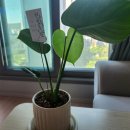 봄난원