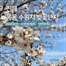 웅동 | 진해 웅동 수원지 벚꽃 단지 실시간 다녀온 후기