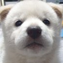 미사리제면소 이미지