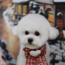 뽀송이네 펫살롱 이미지