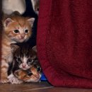 내방안 고양이 이미지