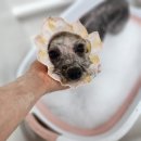 알콩달콩 애견샵 이미지