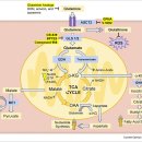 Re: 글루타민--＞ 글루탐산 억제. 암치료 전략. 2021 이미지