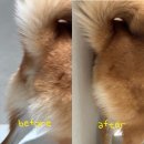 펫스크림 | [집사템 추천] 펫트리움 쓱쓱 이발기 내돈내산 후기, 미용 싫어하는 시바견 홈케어 필수템