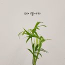 혜인즈블라썸플로리스트화훼학원