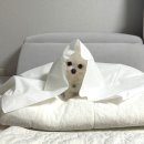 부러나 | 개부러나 휴대용 펫타월 솔직후기