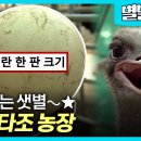 포천 우농타조농장 - 심학산 바베큐 그릴 (사전예약형 타조요리) 이미지