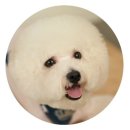 빵이펫살롱 이미지