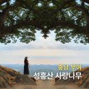 느티나무 일원 | 부여 가볼만한곳 성흥산 사랑나무 주차장, 포토존, 사진 편집 꿀팁