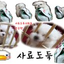 개 키우는 언니 이미지