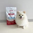 무부농장 | 강아지사료 몬지 샘플사료 급여하고 바꾼 후기