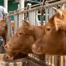 병은농장 이미지