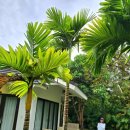 쉘 모텔 | 푸꾸옥🇻🇳🌴 2박4일 1일차 공유 | 메오키친 스파 리조트 쌀국수 해산물 한식당 내돈내산 솔직후기
