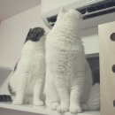 코코보노 고양이호텔 이미지