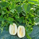 빈이네농장 이미지