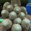 다육사랑화원 이미지