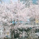 불당천 | 천안 벚꽃 명소 추천 원성천,불당천 벚꽃 후기