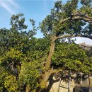 광령귤나무 이미지