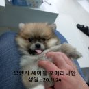 댕댕월드&퍼피 이미지
