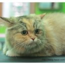 마루네 애견사랑 이미지