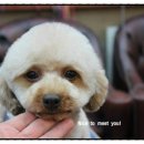 GROOMING 107 이미지