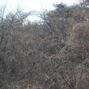 천마산농원 Daum카페