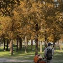 (주)건형 | 담양 중독,, 10일 만에 다시 온 담양 단풍 여행🍁