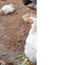 육계 종계 아바에이커 암컷 13 마리 (초란 낳고 있음) 이미지