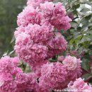 도로시(Dorothy) 이미지