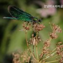 미소자이 공인중개사사무소 네이버블로그